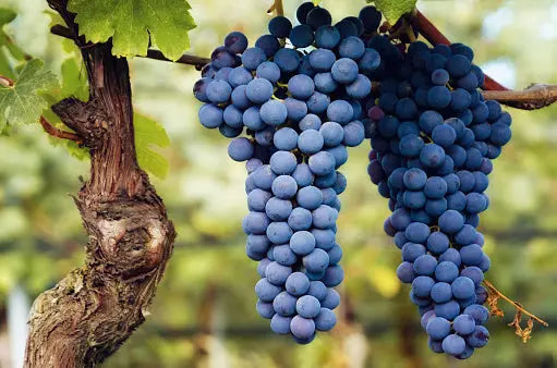 Grappolo Di Nebbiolo Nei Vigneti Del Barolo